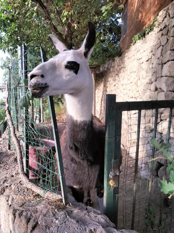 Little Ranch * Ischia