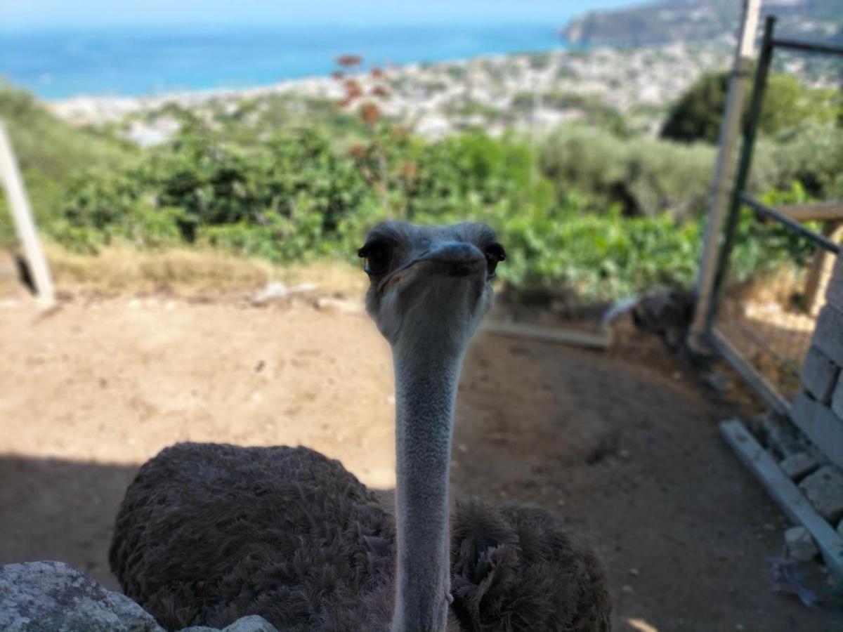 Little Ranch * Ischia