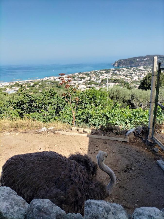 Little Ranch Chalet Ischia
